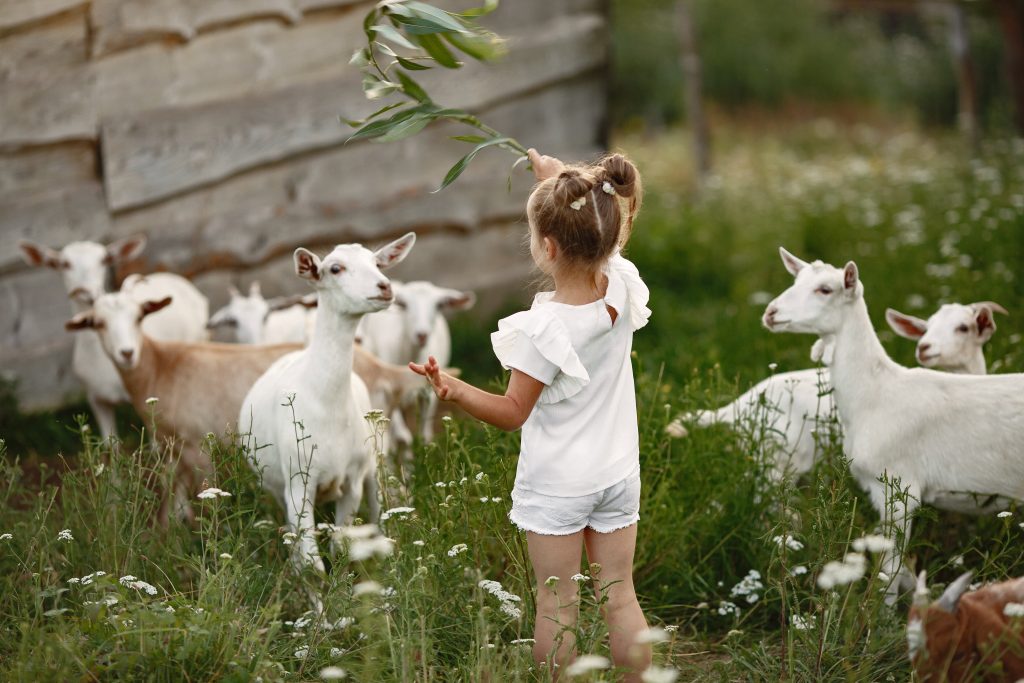 Kinderboerderij in Tilburg