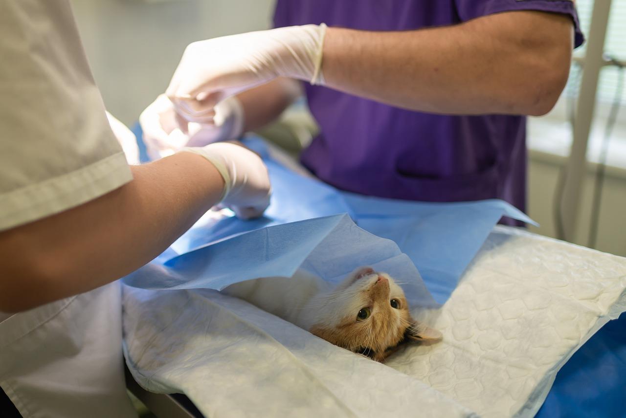 Dierenarts in Tilburg
